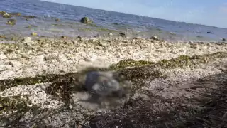 Hallan tortuga muerta en el malecón de Campeche; especie sería de carey