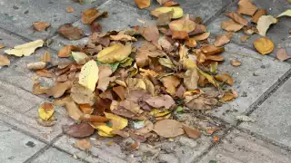 La hojarasca en Campeche: La hoja que no debes tirar y que evita el crecimiento de maleza 