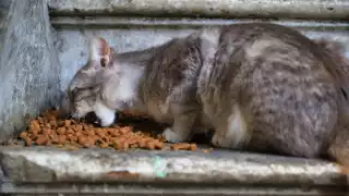 Indignación en Campeche por envenenamiento de gatos en la colonia Laureles; vecinos exigen justicia