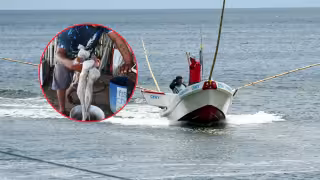 Pesca del pulpo maya sufre su peor crisis en Campeche: En 10 años ha caído en casi 3 mil toneladas       