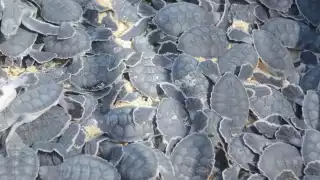Vigilan zona de anidación de tortugas en Playa del Carmen, tras Huracán Beryl