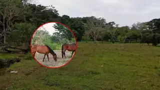 Denuncian robo de cinco equinos en rancho de Escárcega; dueño ofrece recompensa