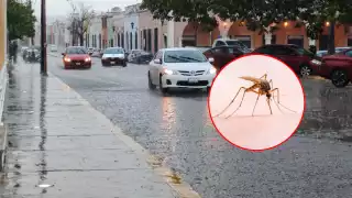 Lluvias podrían disparar casos de dengue en Campeche; refuerzan acciones en zonas de riesgo   