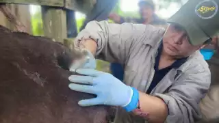 Detectan brote de gusano barrenador en Bacalar; plaga amenaza la actividad ganadera 