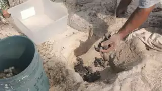 ¡Nacen las primeras crías! Punta Xen, Champotón, celebra la eclosión de 90 tortuguitas carey