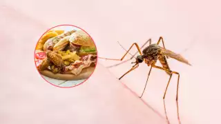 Campeche: Alimentos que debes evitar consumir si tienes dengue