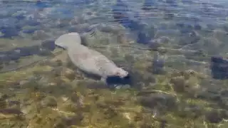 Manatíes en riesgo en la Laguna de Términos por contaminación y pesca ilegal   