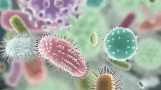 Vibrio vulnificus: ¿Por qué es tan peligrosa la bacteria carnívora y cómo se contagia?  