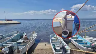 Temporada de pulpo 2025 arranca con números rojos en la capital de Campeche, Calkiní, y Champotón