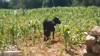 Campesinos de Dzitbalché se salvan del gusano cogollero, pero no del ganado; reportan reses en sus cultivos