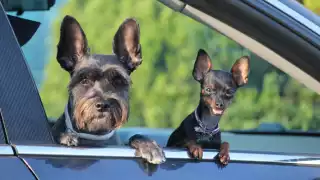 ¿Sueles pasear a tu mascota en coche? ¡Cuidado! Esto podrías pagar de multa en Campeche 