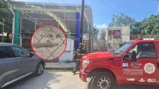 Indignación: Perrita sufre brutal ataque de abejas en Carmen; dueño la dejó amarrada y sin protección   