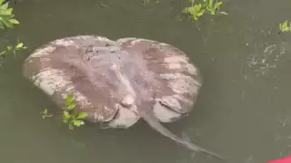 Alarma ejemplar marino sin vida en Chetumal