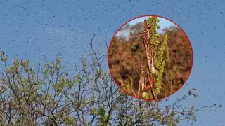 Langostas regresan a Campeche tras las lluvias y vuelven a amenazar el campo