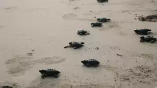 Descubre los mejores destinos en Campeche para liberar tortugas marinas 