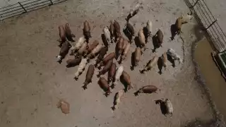 Productores piden a México cerrar frontera y frenar importación de ganado de Centroamérica por gusano barrenador