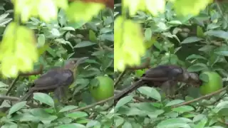 Naturaleza fascinante: Captan a un kau en Timucuy, Yucatán, disfrutando de una naranja