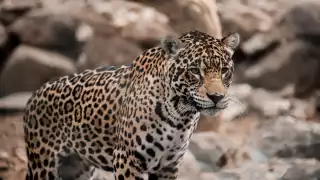Jaguares, pumas y ocelotes viven aquí: El ejido de Campeche que es refugio de grandes felinos   