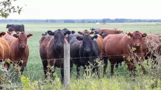 Exigen Ministerio Público local en Aguacatal para frenar abigeato y robos a casas habitación