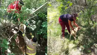 Bomberos de Campeche rescatan a perro atrapado en un pozo 
