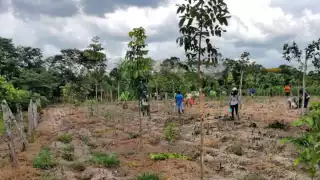 Sedarpe revisará casos de beneficiarios de “Sembrando Vida” en Quintana Roo