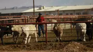 Escasean médicos en Campeche para certificar y exportar ganado; Senasica impone sanciones severas