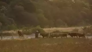 Casos de gusano barrenador en ganado mexicano bajan 18.5%: Senasica responde a cierre de frontera de EU