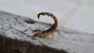 Muere niña de 5 años por picadura de alacrán en kínder de Hermosillo; hospital no tenía suero