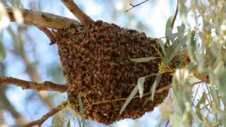Abejas africanas atacan a pareja de ancianitos en Escárcega; un perro murió
