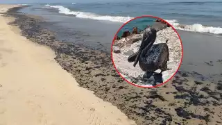 Culpan a Pemex por el grave derrame en Tabasco; afectará al Golfo de México, alertan en Carmen     