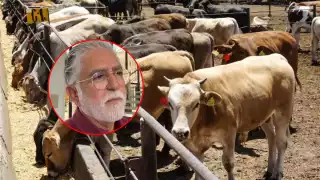 Gusano barrenador no afecta precio de la carne en Campeche: kilo sigue en 72 pesos   