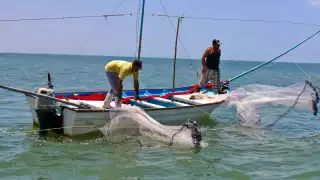  Captura de camarón en Campeche enfrenta competencia desleal de importaciones   