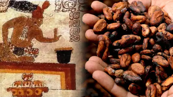 Cacao maya: Moneda, ritual y herencia viva en Campeche Cacao maya: Moneda, ritual y herencia viva en Campeche