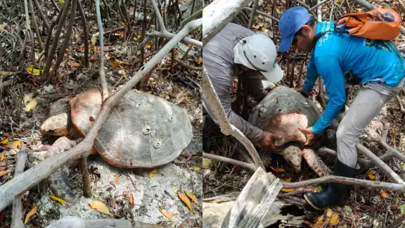 Una tortuga carey quedó atorada entre manglares al intentar anidar en una zona inadecuada.