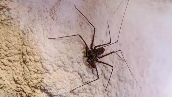 La araña látigo, el insecto inofensivo que habita en Campeche y debes proteger La araña látigo, el insecto inofensivo que habita en Campeche y debes proteger