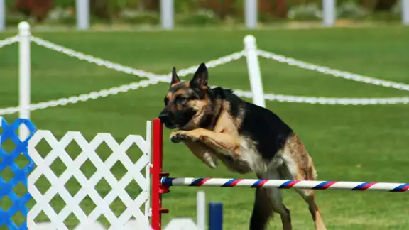 Campeche vivirá la emoción del deporte canino con la 1.ª Copa AGI 2025 Campeche vivirá la emoción del deporte canino con la 1.ª Copa AGI 2025