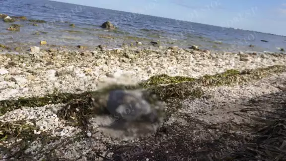 Campamento tortuguero reporta tres casos en lo que va del año Campamento tortuguero reporta tres casos en lo que va del año
