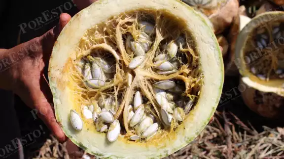 Productores locales reportan pérdidas tras la caída del precio de la pepita tipo chigua, que pasó de 33 a 25 pesos por kilo. Productores locales reportan pérdidas tras la caída del precio de la pepita tipo chigua, que pasó de 33 a 25 pesos por kilo.