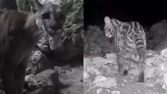 Entre las imágenes logradas destacan las de pumas, ocelotes y tigrillos