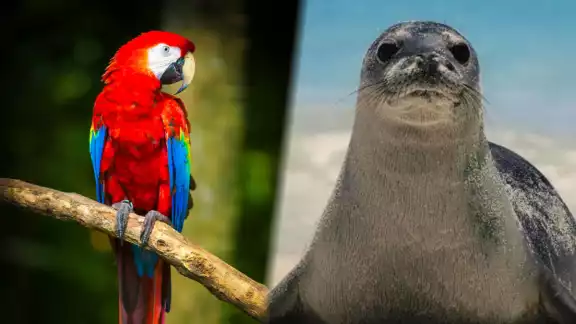 La foca monje del Caribe desapareció debido a caza masiva, siendo declarada extinta en 2008 La foca monje del Caribe desapareció debido a caza masiva, siendo declarada extinta en 2008