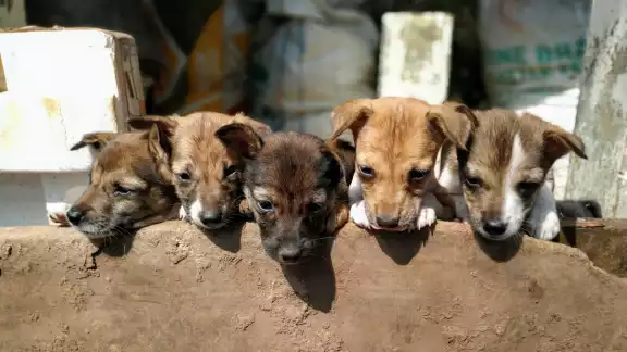 La prohibición protege a los animales contra el maltrato y la explotación comercial