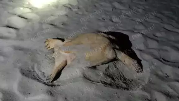 Grupo Ecológico frustra robo de tortuga carey en la madrugada Grupo Ecológico frustra robo de tortuga carey en la madrugada