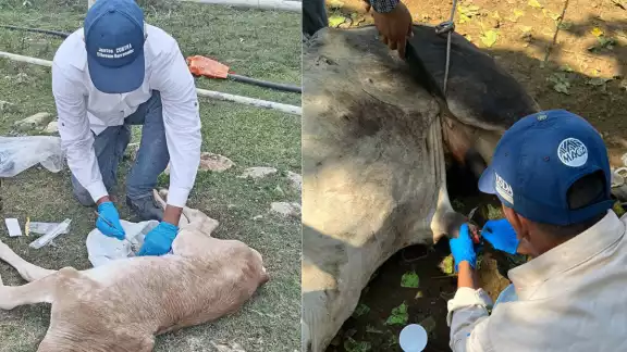 La OMSA ha registrado 279 casos de miasis en Campeche entre 2024 y el 7 de julio de 2025. La OMSA ha registrado 279 casos de miasis en Campeche entre 2024 y el 7 de julio de 2025.