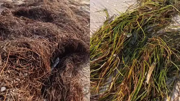 Es común que las personas confundan el sargazo con los pastos marinos Es común que las personas confundan el sargazo con los pastos marinos