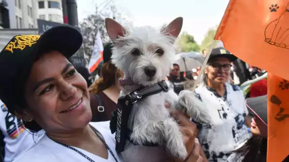 La Cámara de Diputados aprobó la reforma constitucional para la protección animal en México La Cámara de Diputados aprobó la reforma constitucional para la protección animal en México