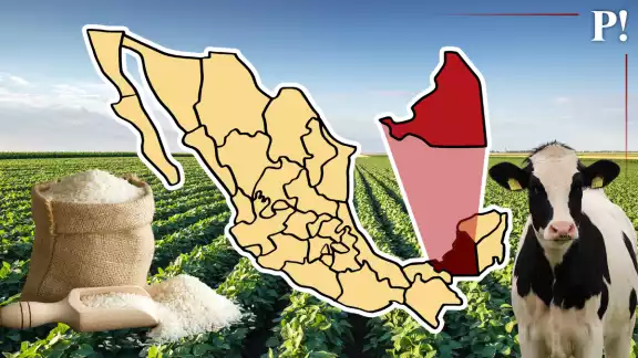 Sembrando bienestar: Campeche cosecha arroz con apoyo federal Sembrando bienestar: Campeche cosecha arroz con apoyo federal