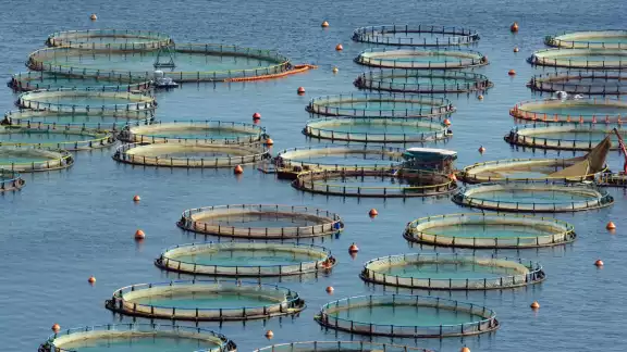 La acuicultura se perfila como alternativa clave para sostener la oferta de especies de alto valor comercial. La acuicultura se perfila como alternativa clave para sostener la oferta de especies de alto valor comercial.