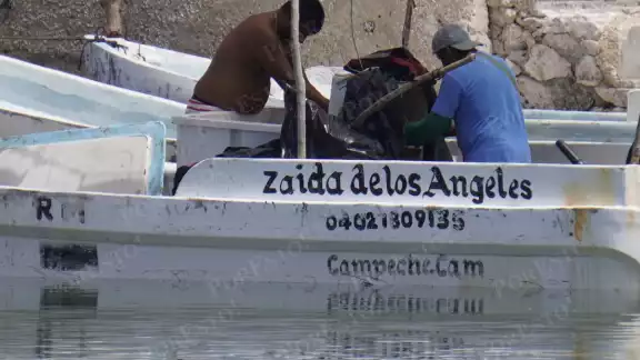 Captura de pulpo maya baja a 10 kilos por embarcación en Lerma Captura de pulpo maya baja a 10 kilos por embarcación en Lerma