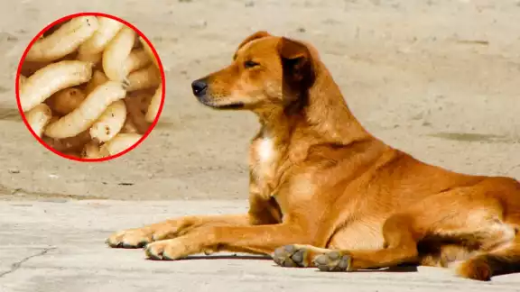 Este nuevo hallazgo se suma a un caso anterior reportado en Villa Allende Este nuevo hallazgo se suma a un caso anterior reportado en Villa Allende