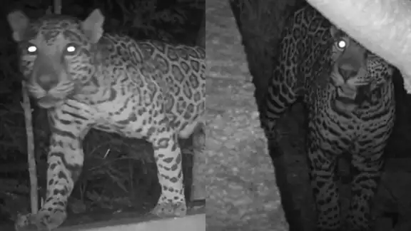 Debido a la mala tenencia de mascotas, los jaguares han incluido en su dieta a perros y gatos
